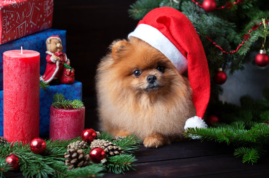 Pomeranian dog in christmas hat with christmas decorations on dark wooden background. The year of the dog. New year dog. Beautiful dog