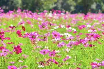 Obraz na płótnie Canvas Field of Blooming Pink Cosmos Flowers