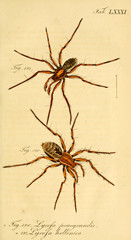 Spider.