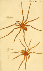 Spider.