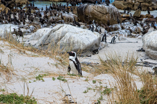 African penguin or Black-footed penguin, Spheniscus demersus, at the Boulders Beach, Cape Town, South Africa