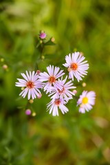 cluster aster light pink with thin petals and orange core on a blurred green background