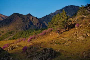 Russia. The South Of Western Siberia, spring flowers of the Altai mountains. Rhododendron