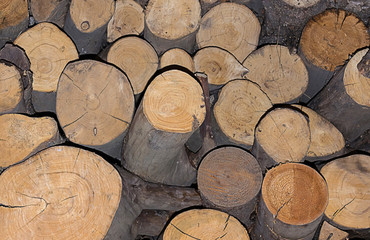 Fototapeta premium log texture. wooden background trunk of pine spilled vertical position close-up