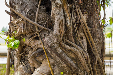 dry ivy twists around a broad tree trunk with green leaves close-up