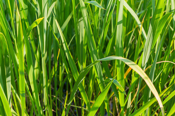 bright green pattern floral background long grass lush base web design