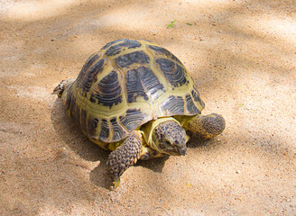 turtle crawling on sand outdoors in the wild