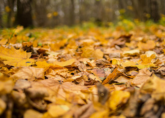 many dry yellow maple leaves background flora close-up, autumnal pattern
