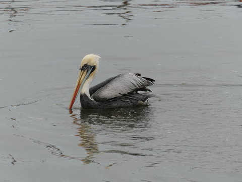 Paracas au P&eacute;rou