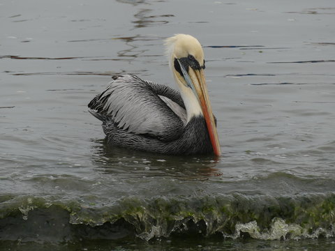 Paracas au P&eacute;rou