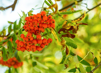 big bunch of mountain ash orange small berry close-up on a background of green leaves