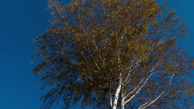 Autumn trees with yellowing leaves against the sky