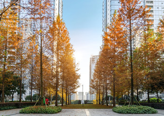 A forest city park in Chongqing, China