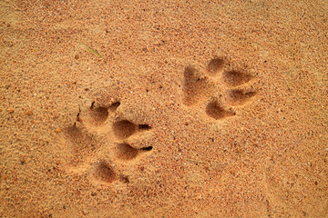 Dog's footprints on the golden sand, free space for text and design 