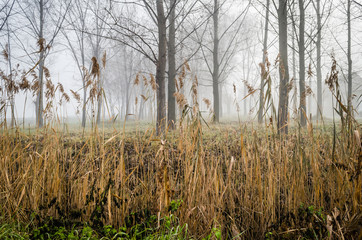 Forest in the winter 