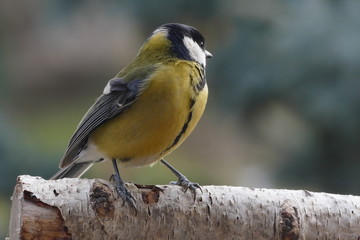 great tit