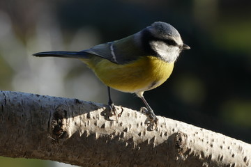 blue tit