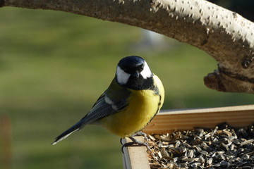 great tit