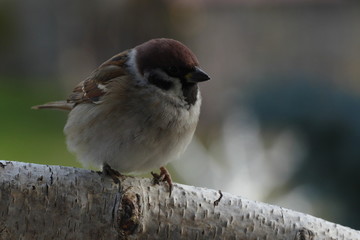 sparrow