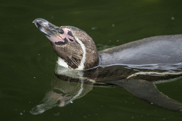 Naklejka premium penguin in water