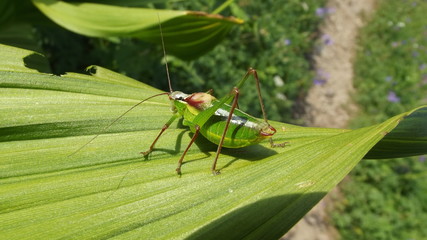 grasshopper