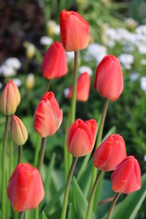 Tulpen in Rot