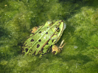 Ruhender Frosch