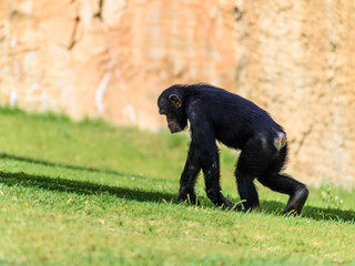 Portrait Of A Cute Baby Chimpanzee