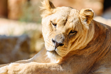 Closeup Portrait Of Female Lion