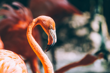 Obraz premium Pink Flamingo Bird Portrait In Wilderness