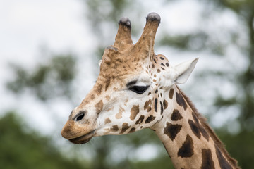 Giraffe in ZOO, Pilsen, Czech Republic