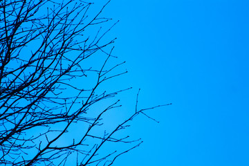 Blue Tree Silhouette
