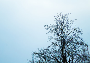 Tree SIlhouette