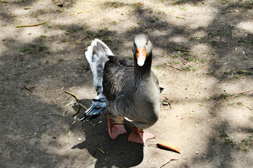 Portrait of duck