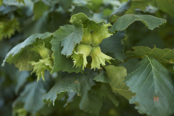 Corylus avellana