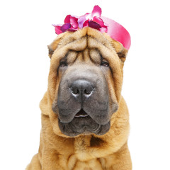 beautiful shar pei puppy in hat