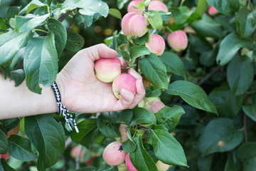 A woman hand picking a red ripe apple from the apple tree. Harvest time