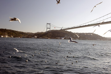 An incredible view of the bosphorus Istanbul and seagulls and a big tanker passing the bridge on the sea