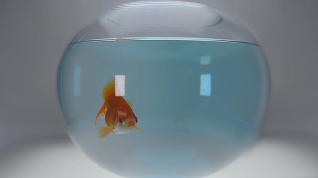 Goldfish floating in blue aquarium water. Macro. Closeup. Slow mo, slo mo, slow motion, high speed camera, 240fps, 250fps