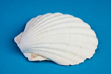 Close up of ocean shellfish sea shell
