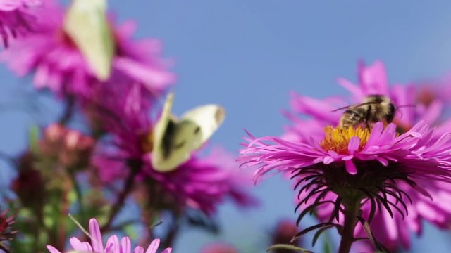 butterflies and bees in the spring