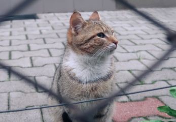Fototapeta premium Cat