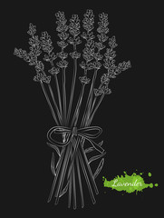 Vector hand drawn lavender.