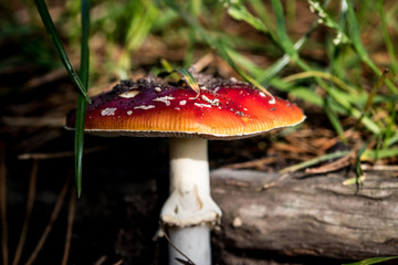 Fliegenpilz - Fly Agaric