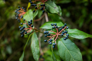 Montecatini Val di Cecina, Pisa, Italy - November 7, 2017: It is an itinerary in the Monterufoli Nature Reserve, monumental great work are the stone bridges