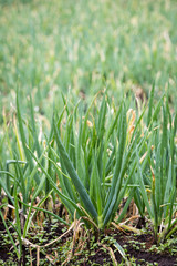 A field of scallion, green onion, spring or salad onion growing.