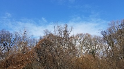 Winter Treetops 2