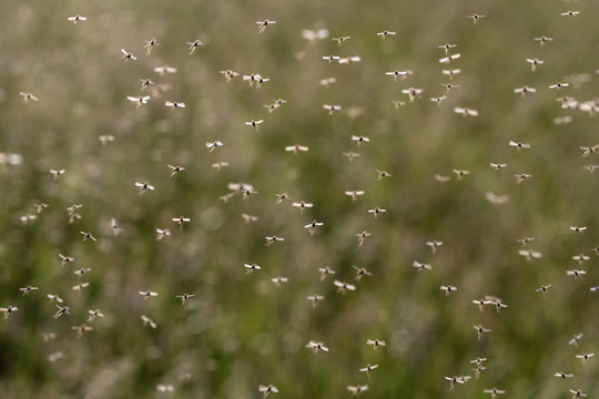 A swarm of flying mosquitoes against green background.