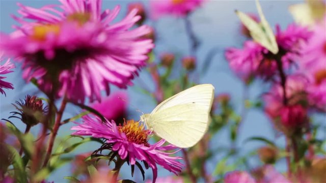 butterflies and bees in the spring