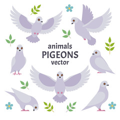 Pigeons collection. Vector illustration of white cartoon pigeon in different poses. Isolated on white background.